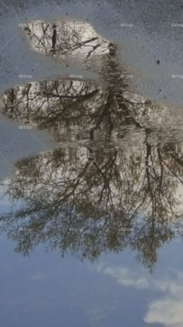 trees in the puddle