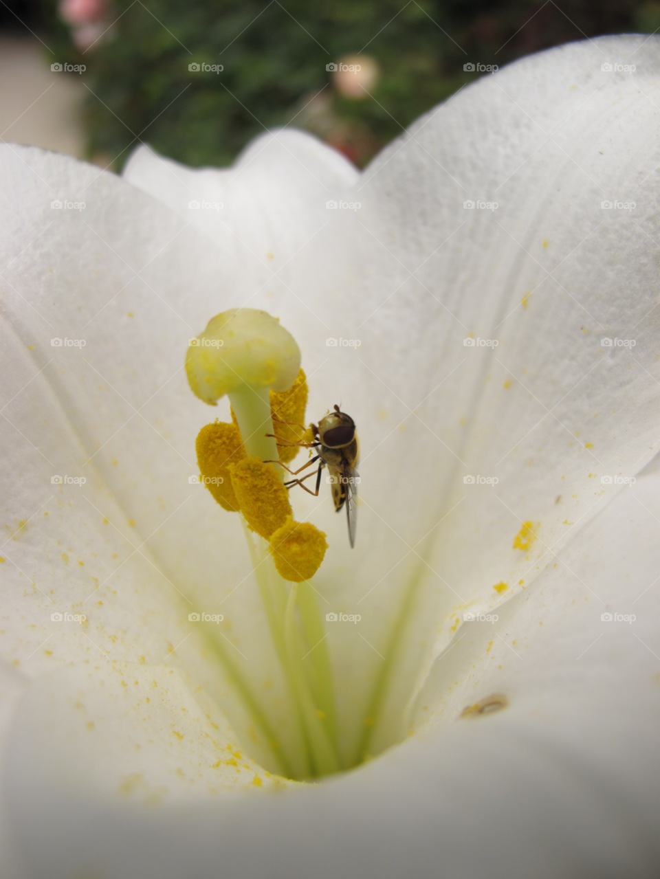 flower macro white fly by darloandy1963