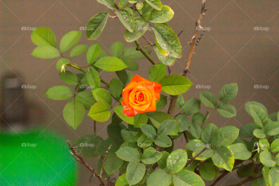 Orange rose 