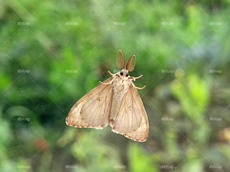 hello, little beautiful butterfly