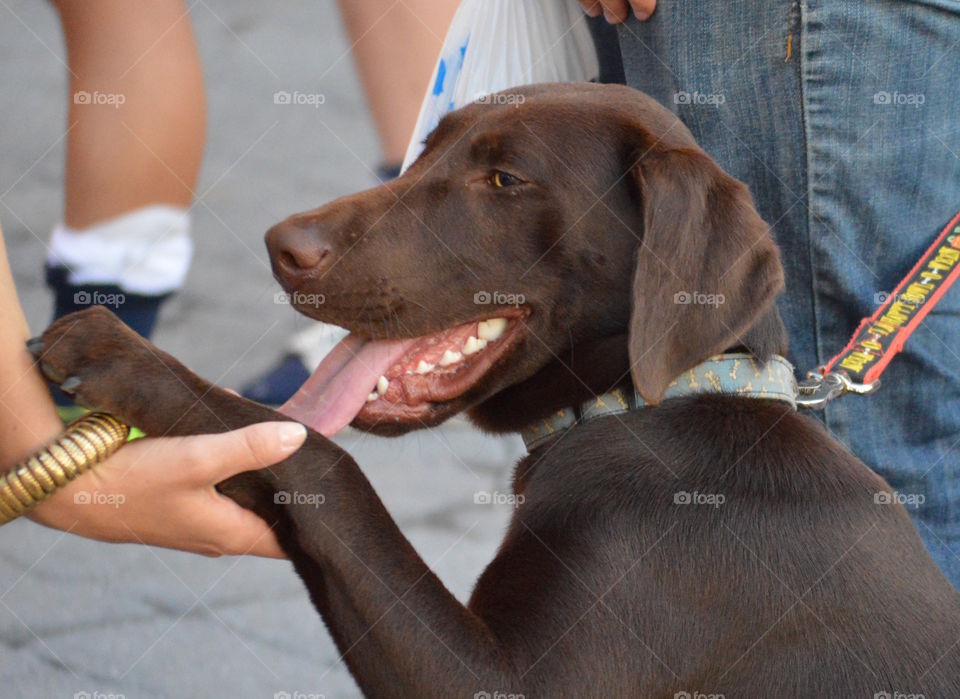 A family dog at a soccer game 