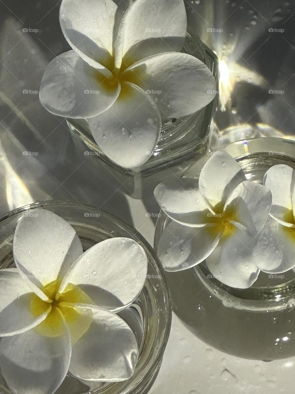 White plumeria or frangipani blossoms in small clear glass bottles on white background