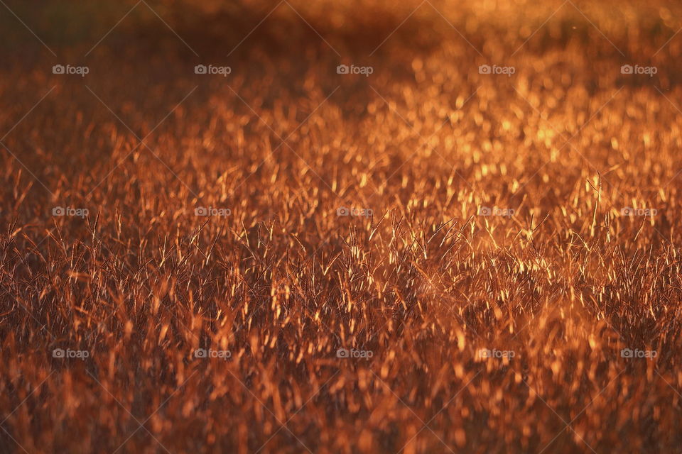 Grass helms bathed in orange from an African sunset