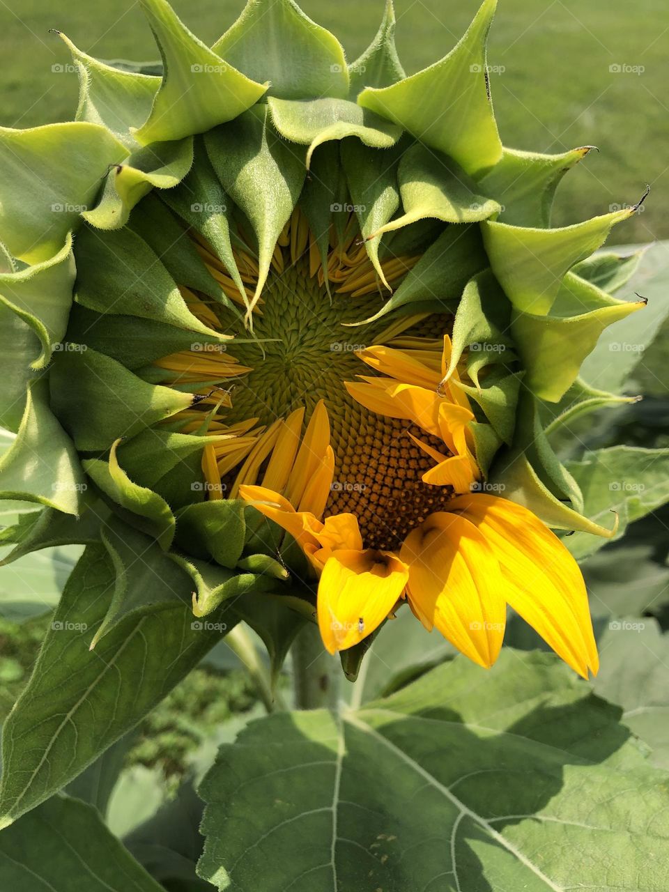 Sunflower starting to bloom 