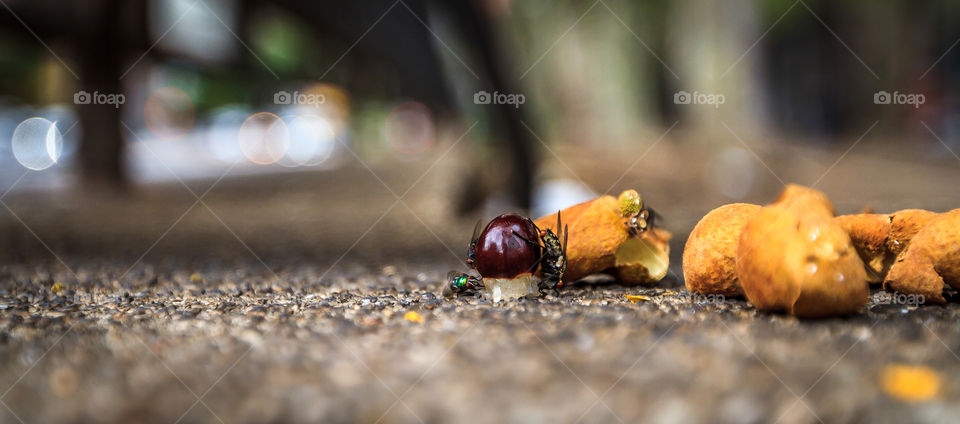 BUGZ!. EAT MY LIL ONES!