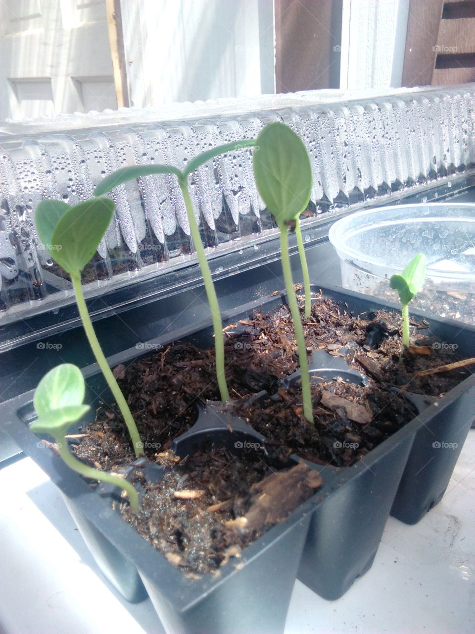 zucchini growing .
