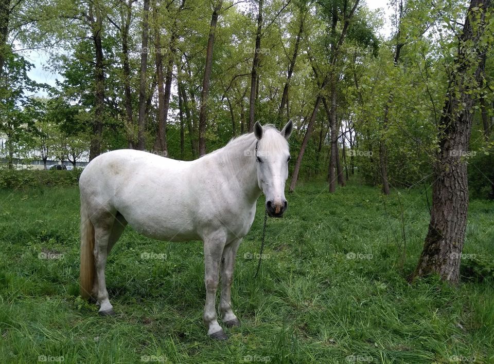 beautiful portrait horse mobile photography