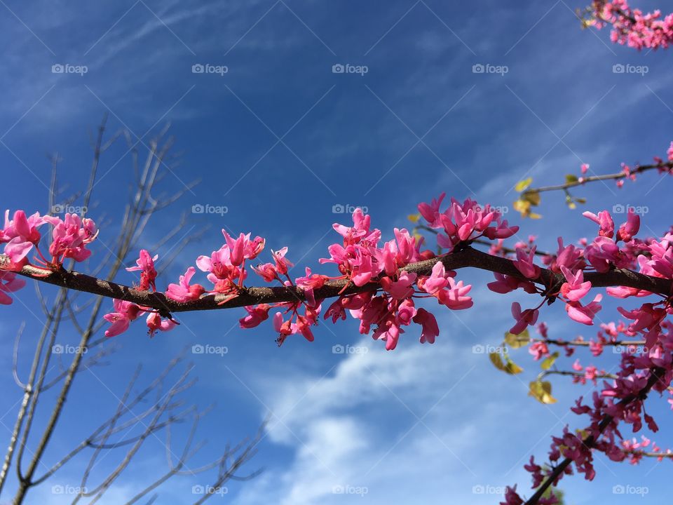 Pink Redbud in Connecticut