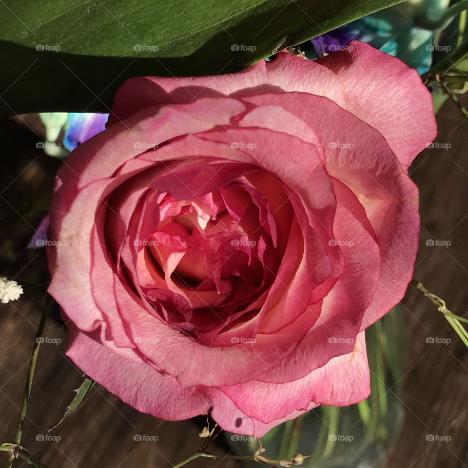 Rose, Flower, Love, Romance, Wedding