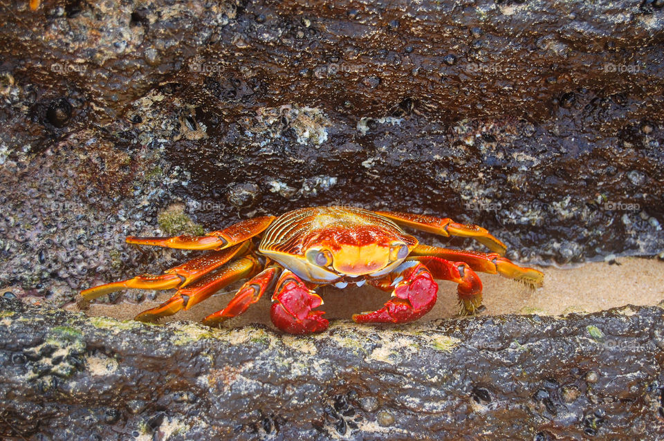 Red crab in the rocks 