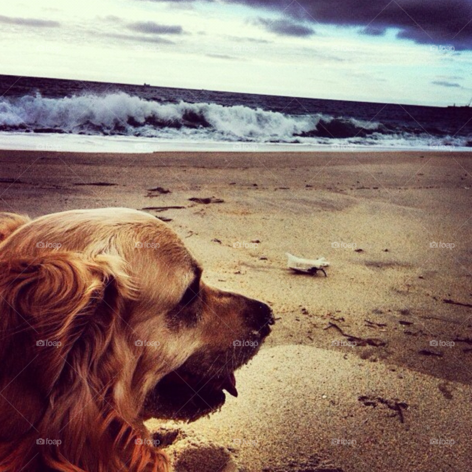 beach pretty summer dog by Zita