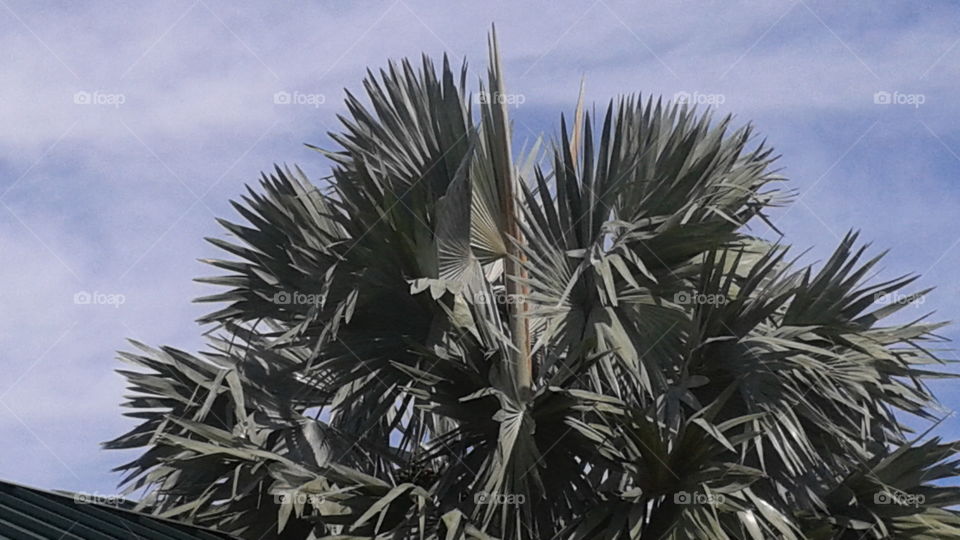 Palm Tree. Top of a Palm Tree