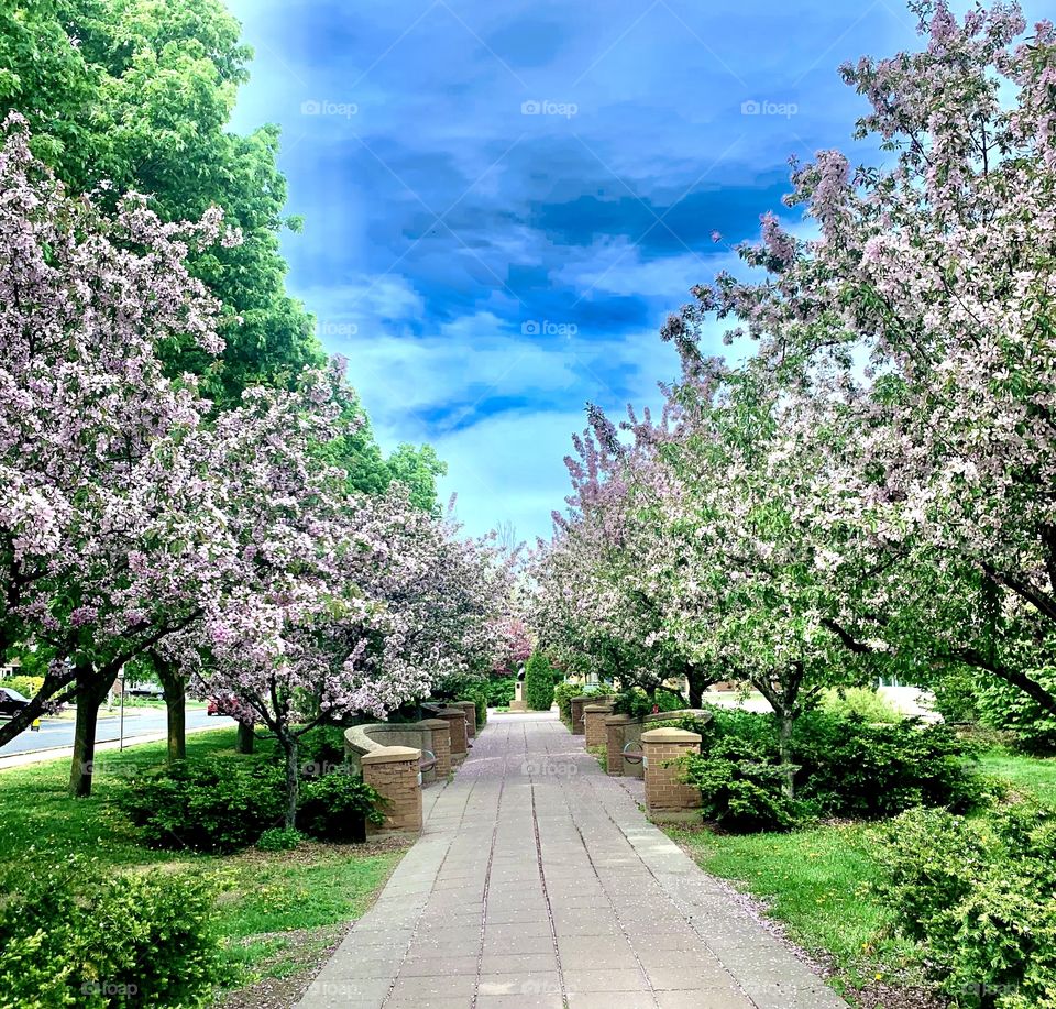 South shore of Montreal, Quebec, Canada. Spring time, decorative apple trees alley in bloom 🌸