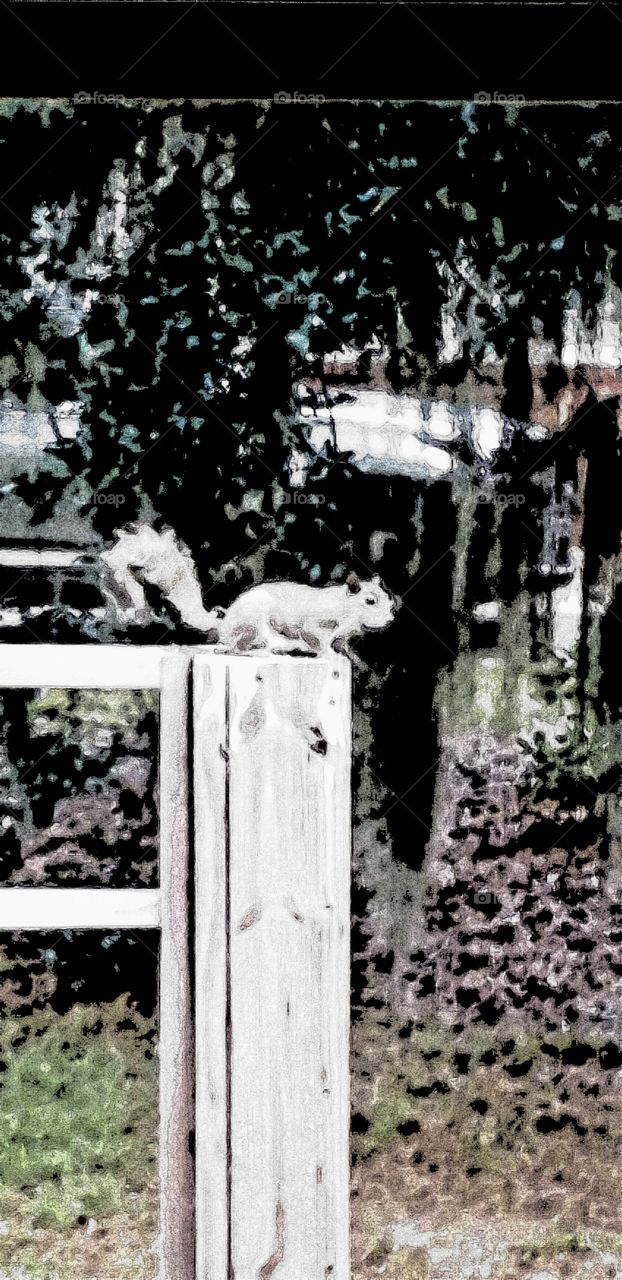 squirrel shot through the window