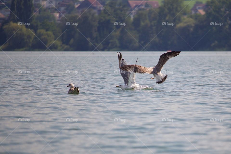 Seagulls fighting in sea