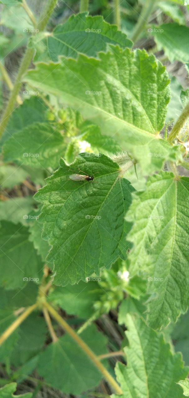 bush beetle small insect