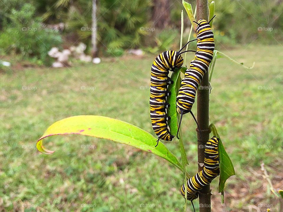 A trio of Monarch caterpillars .