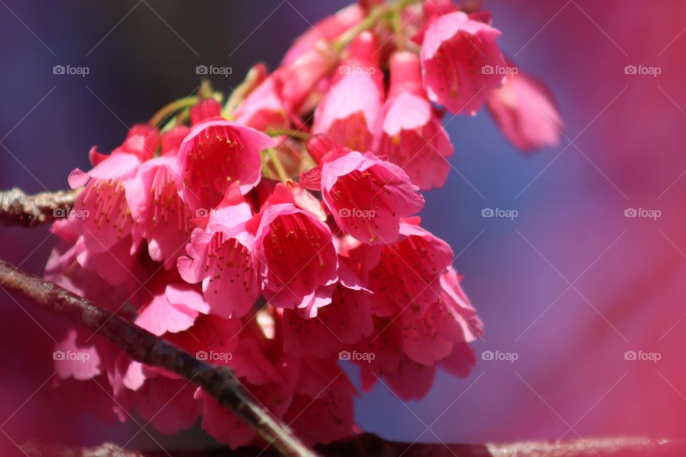 Prunus