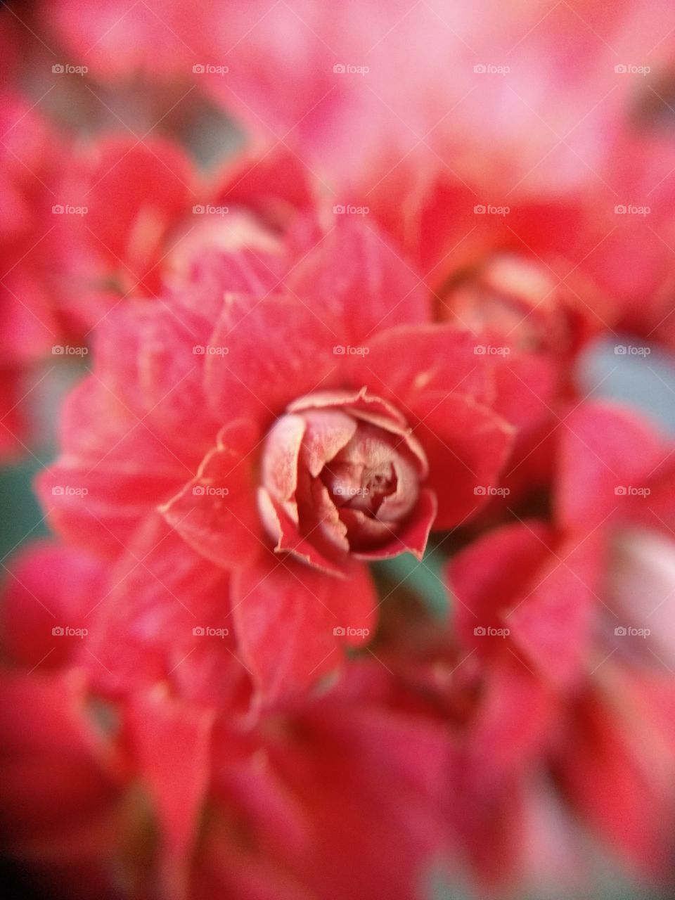 macro red flower