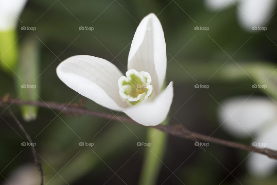 First snowdrop 