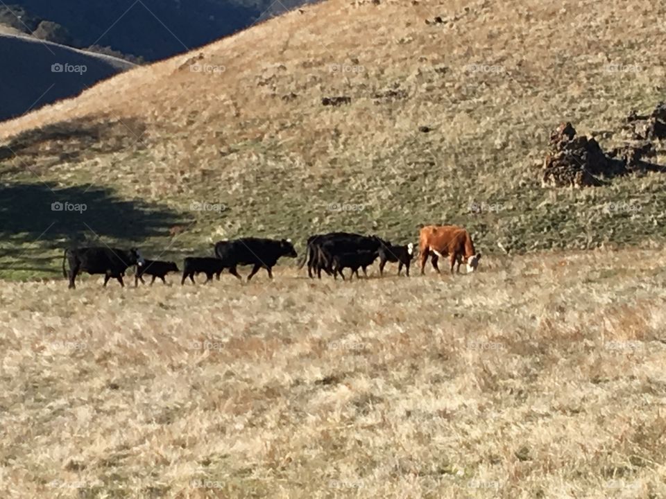A herd of cows grazing through a pasture land near Mission Peaks, CA 