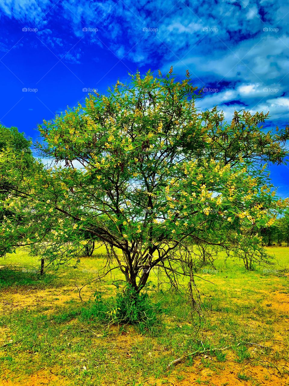 A wild and beautiful acacia shrub. Native to African Savana regions. This small plant is food for goats and other livestock. It’s now budding, ready to produce its fruits.