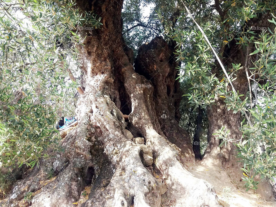 tronco de árbol