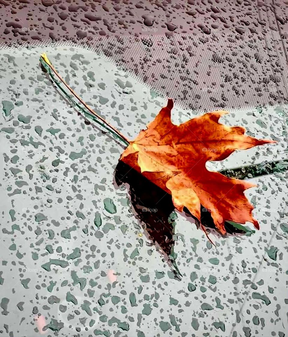 An autumn leaf among the raindrops falling on a windscreen