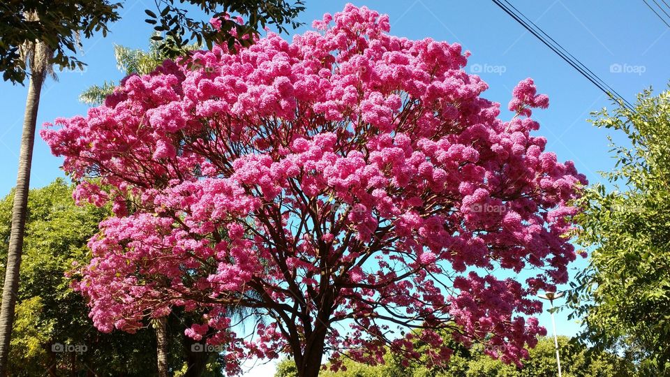 O Ipê é extremamente perfeito. Ainda mais com esses milhões de flores.