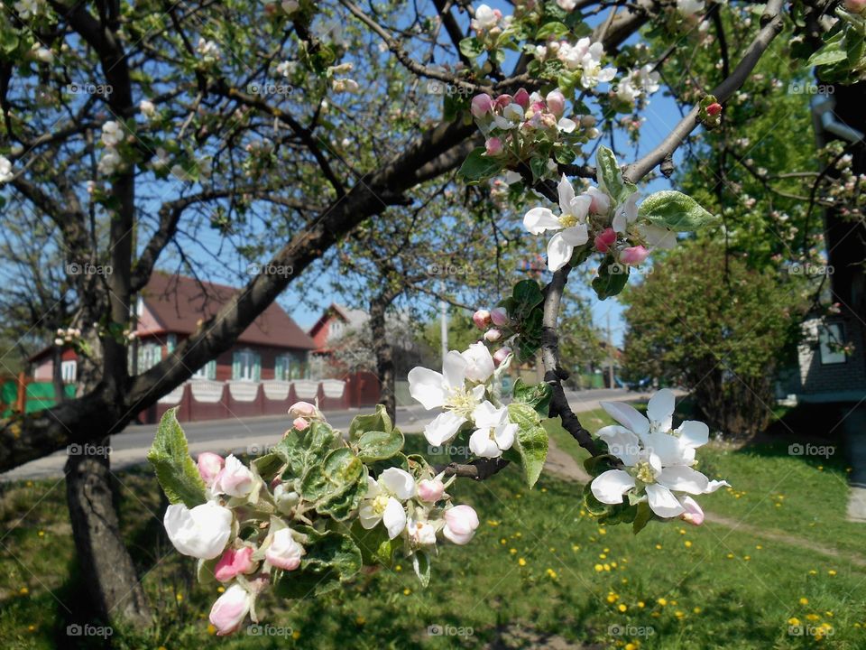 Flower, Tree, Garden, Branch, Flora