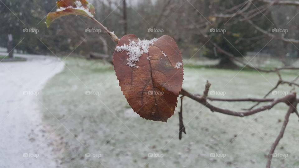 snow on leaf