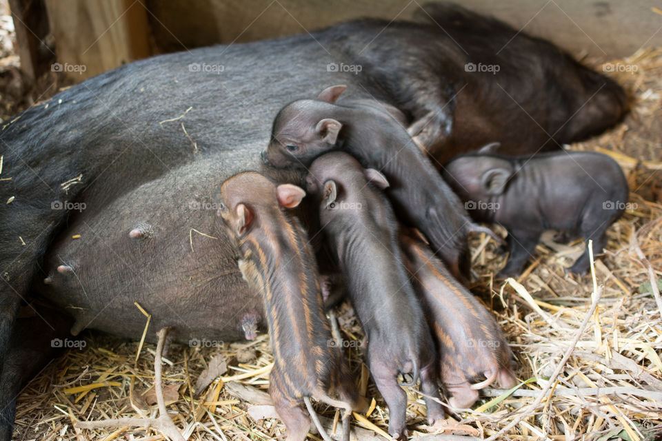 Pig feeding piglets