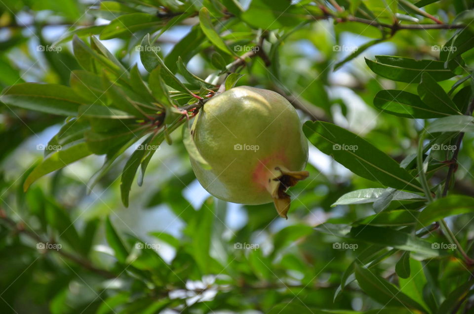 pomegranate