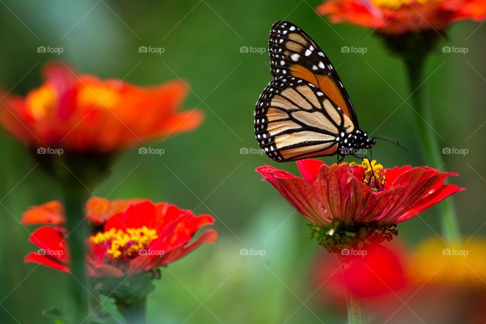 Beautiful and colourful butterfly