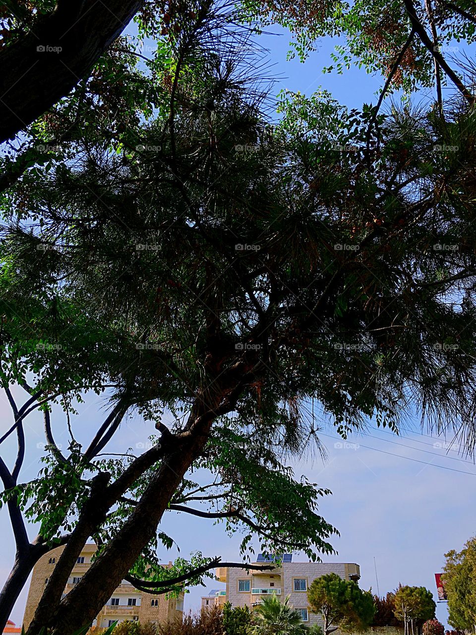 Urban plants mission 