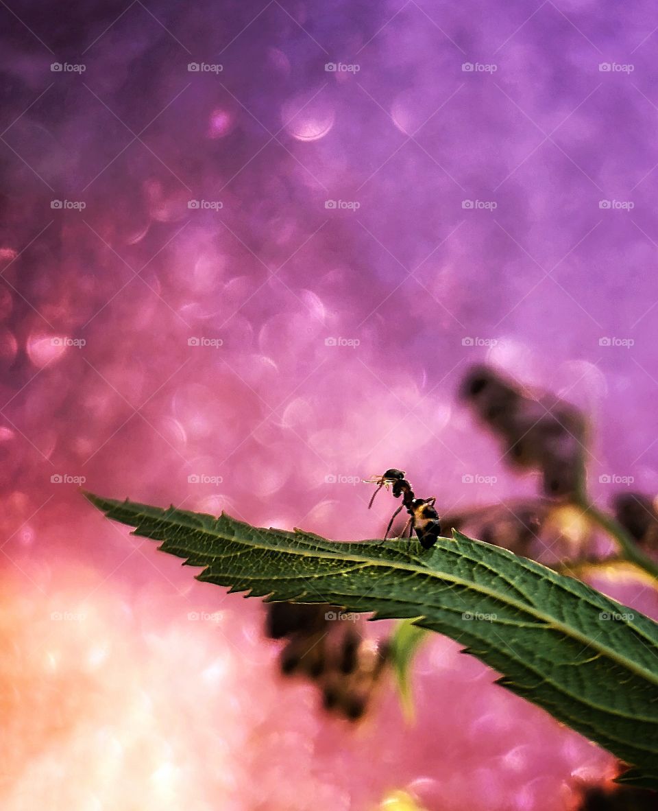 A dreamy ant on a leaf with a beautiful magic pink bokeh background