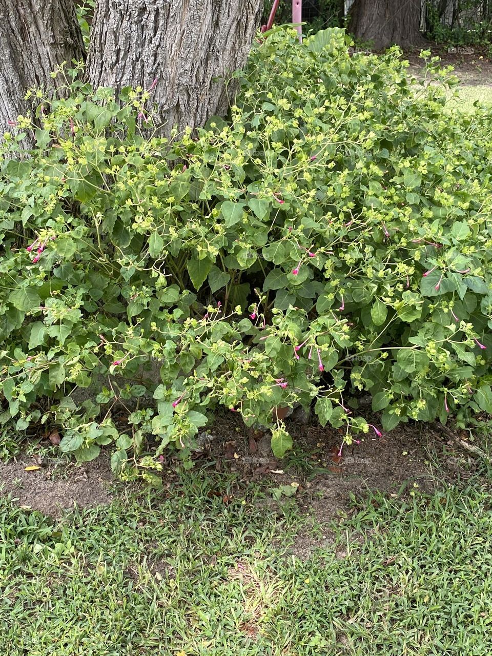 Four O clock beautiful 