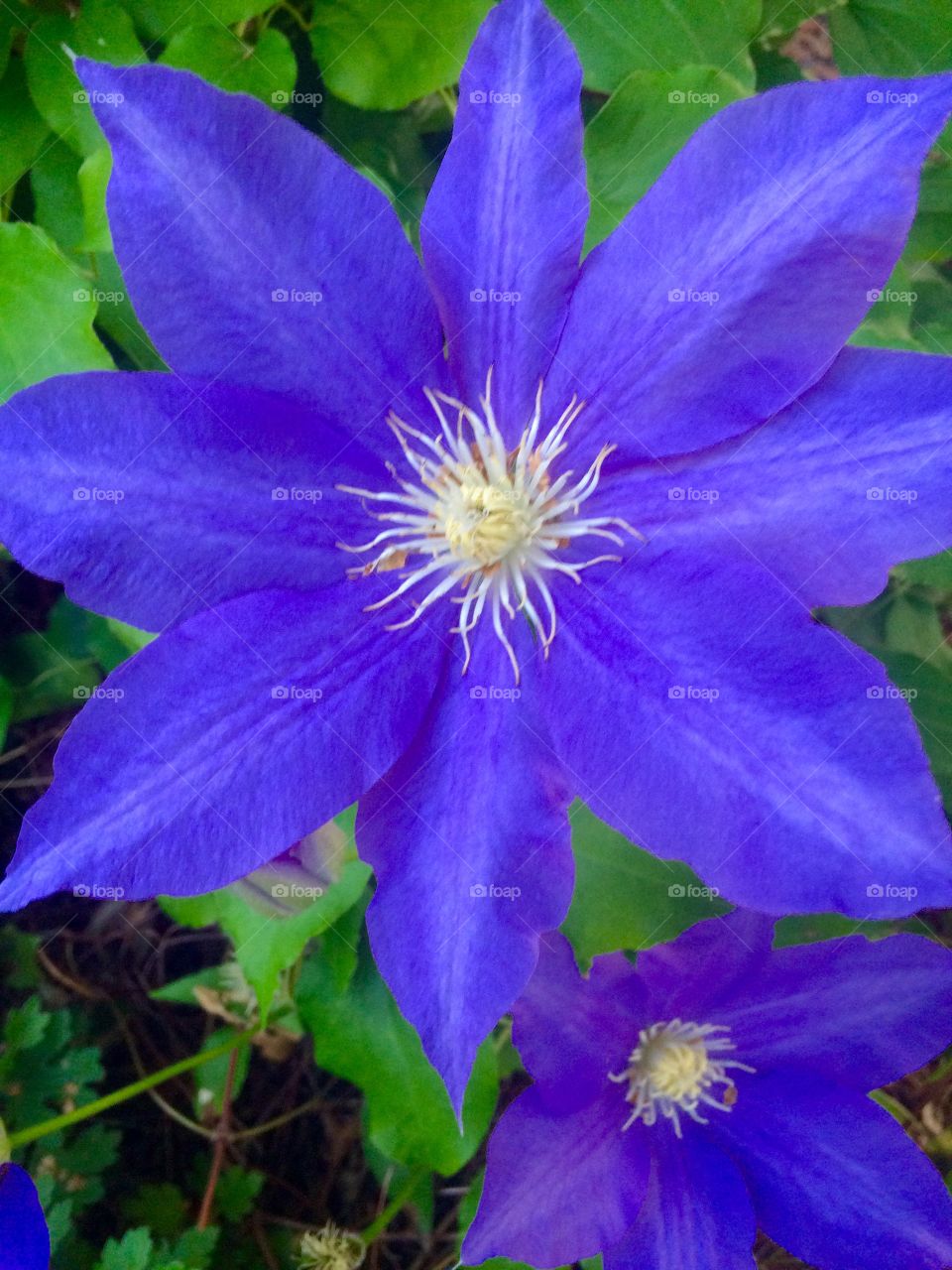 Elevated view of flowerhead