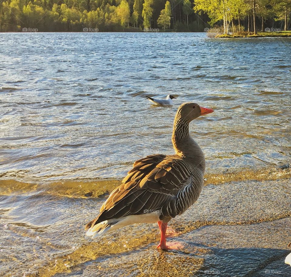 Duck standing at beach of sognsvann lake Oslo Norway 