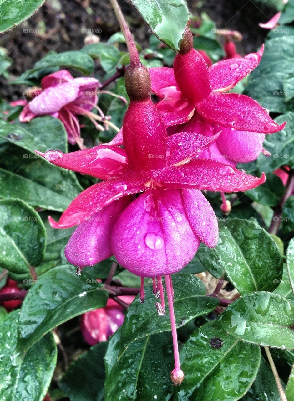 pink flower united kingdom park by hannahdagogo