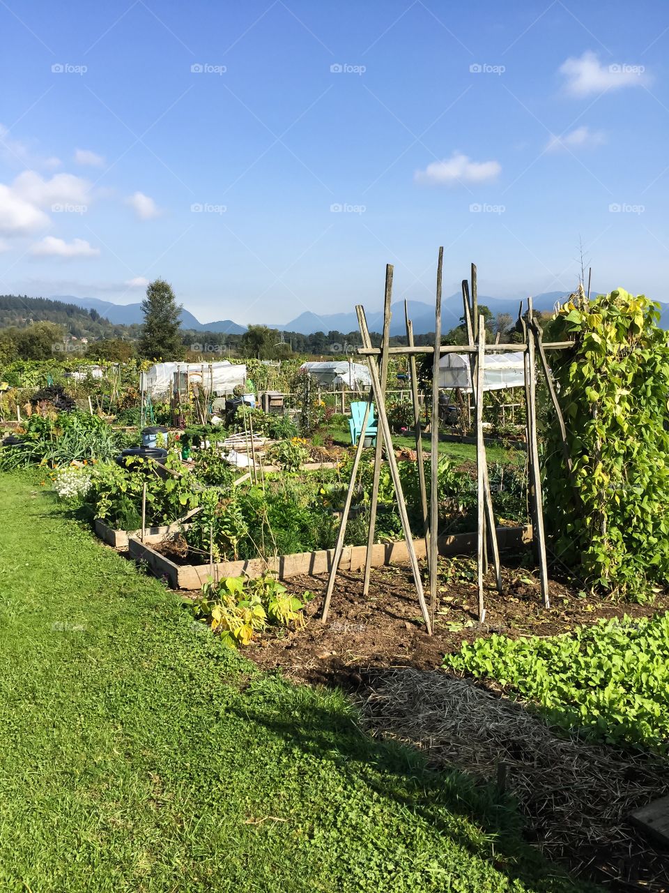 Local colony farms community garden on a clear autumn day in beautiful British Columbia 