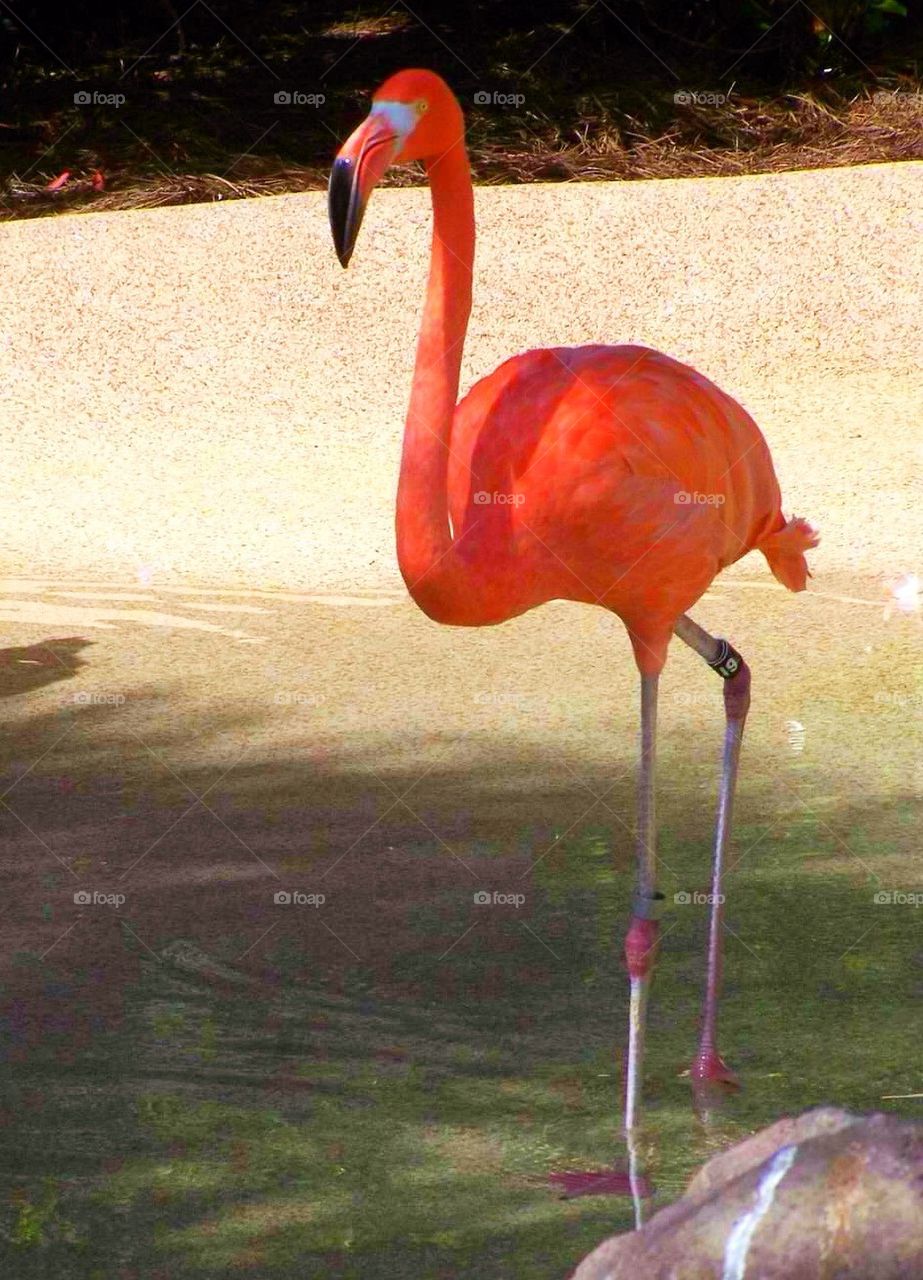 Flamingo