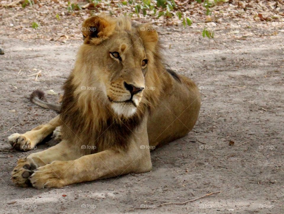 Close-up of a lion looking away