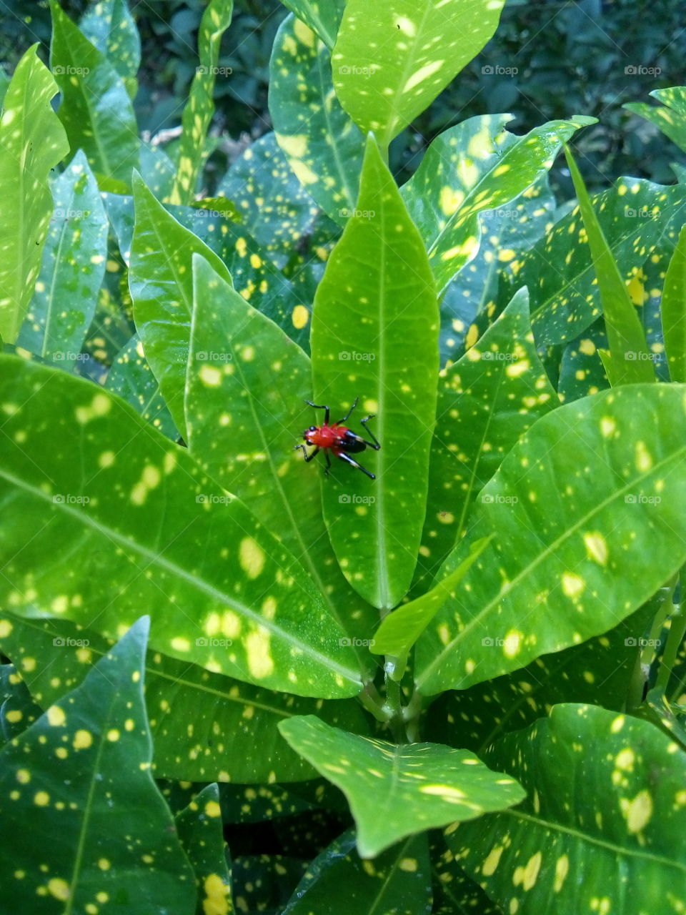 Red & Black Colour Insect.