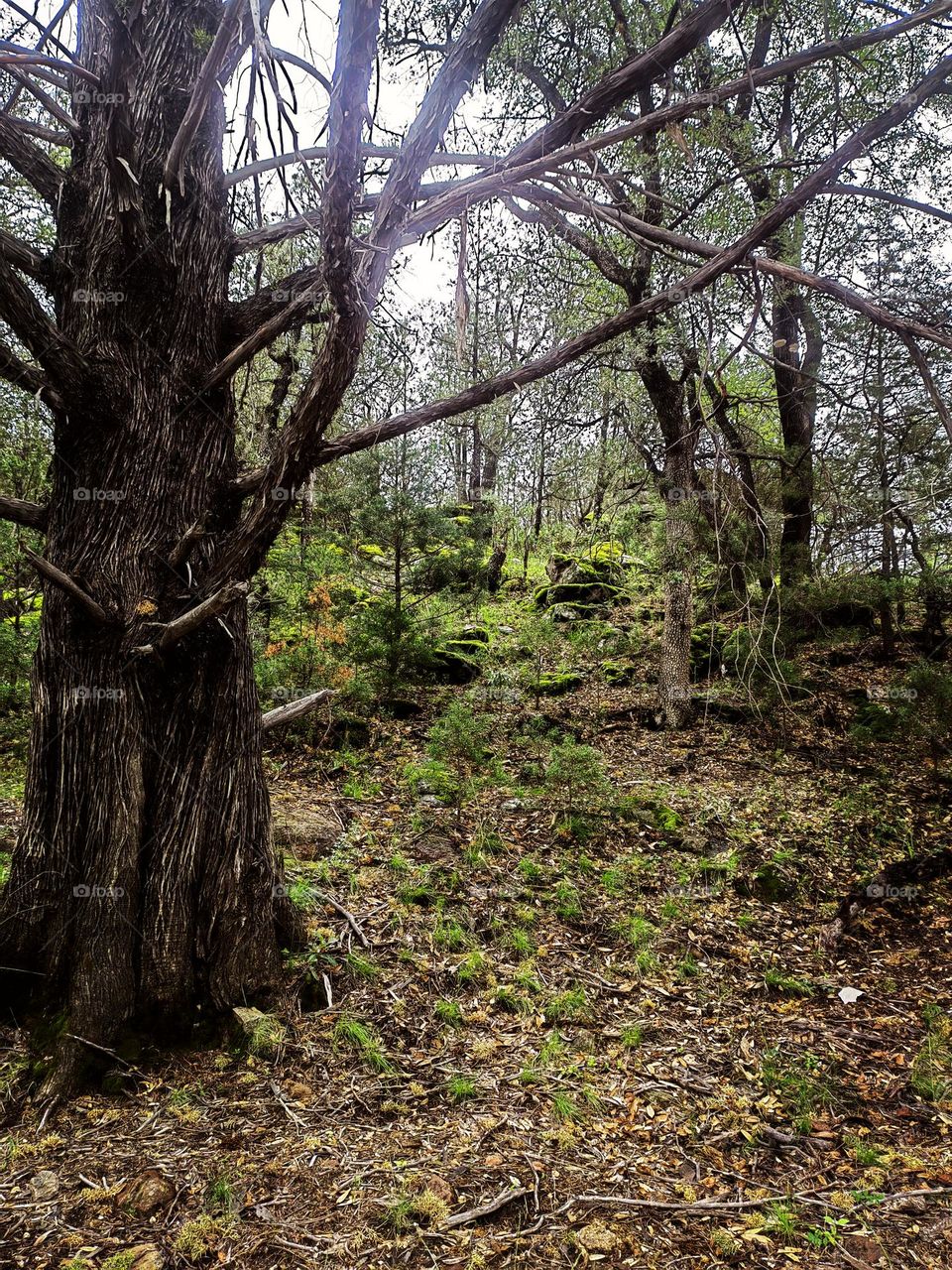 Bosque con abol