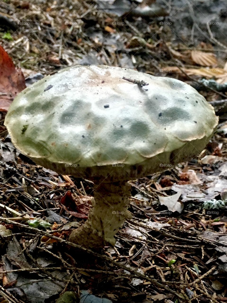 White birch bolete. If any mushroom looks poisonous, it’s this one. Apparently it is edible 