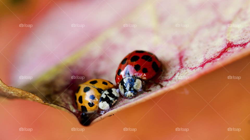 ladybugs