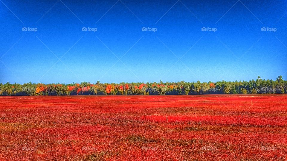 Blueberry Field In Autumn
