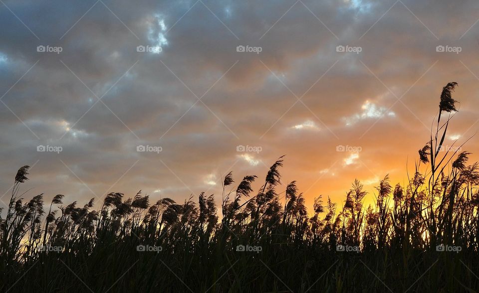 Sunset and grass, Slidell, La