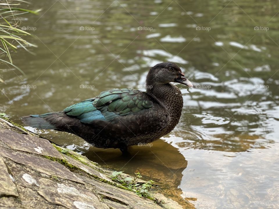 Pato en un lago-  duck on a lake